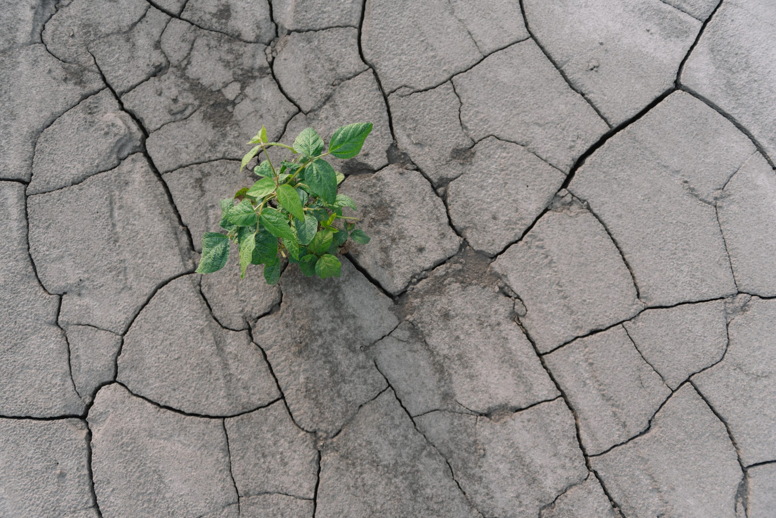 Plant growing from cracked earth symbolizing post-traumatic growth and how couples can transform their relationship after betrayal.